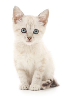 Beyaz arka planda kedi yavrusu