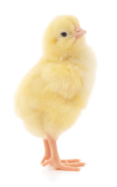 Small chicken — Stock Photo, Image