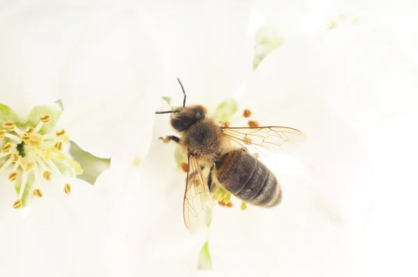 Honungsbinas och vita blommor — Stockfoto