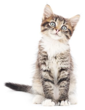 Beyaz arka planda kedi yavrusu