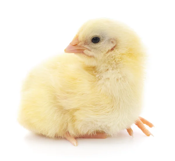 小さな鶏 — ストック写真