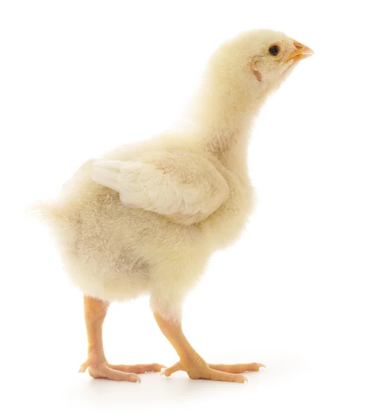 Small chicken — Stock Photo, Image