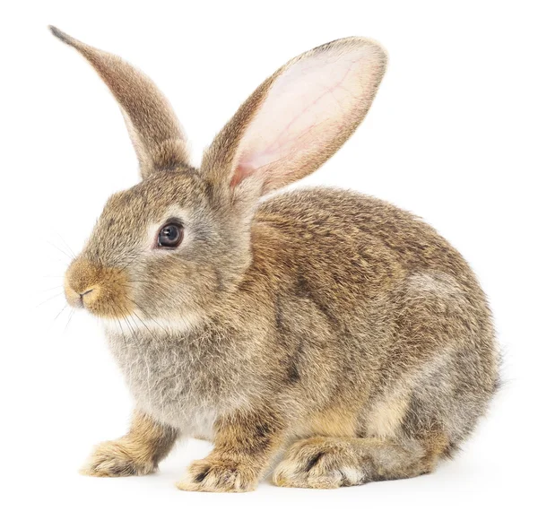 Rabbit — Stock Photo, Image