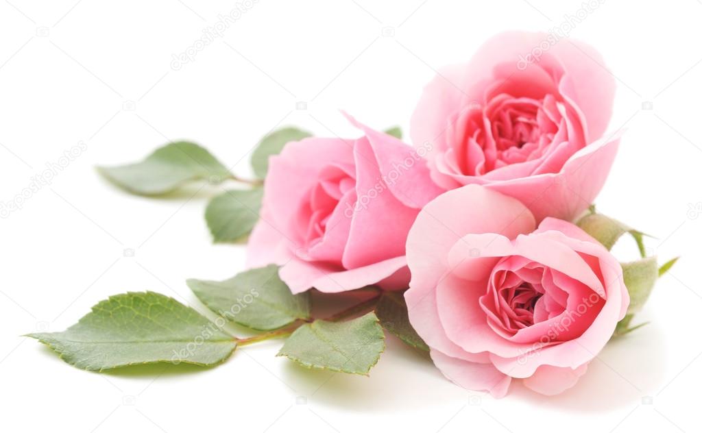 Pink Roses