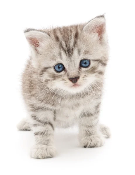 Kitten op een witte achtergrond — Stockfoto