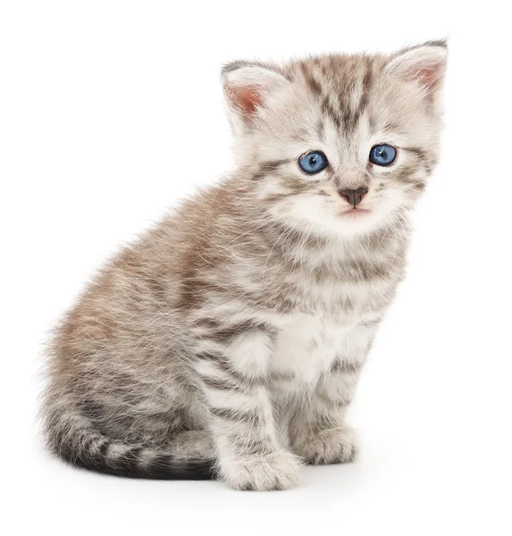 Gatinho em um fundo branco — Fotografia de Stock