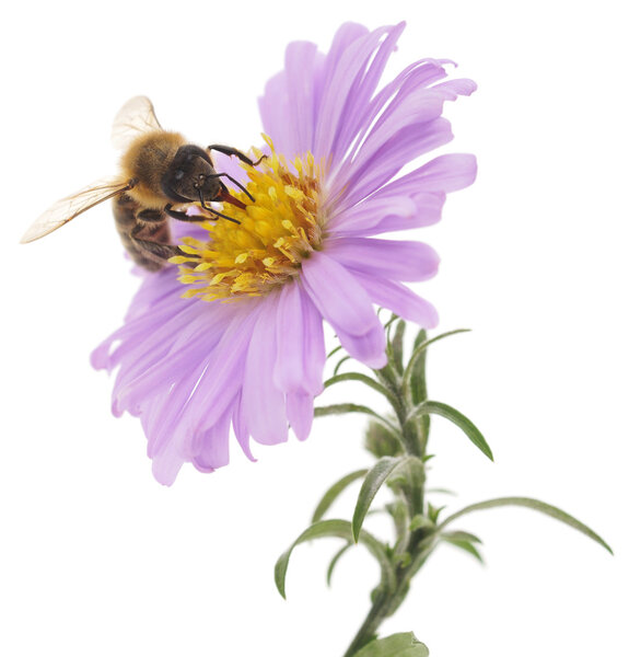 Honeybee and blue flower