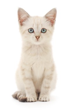 Beyaz arka planda kedi yavrusu