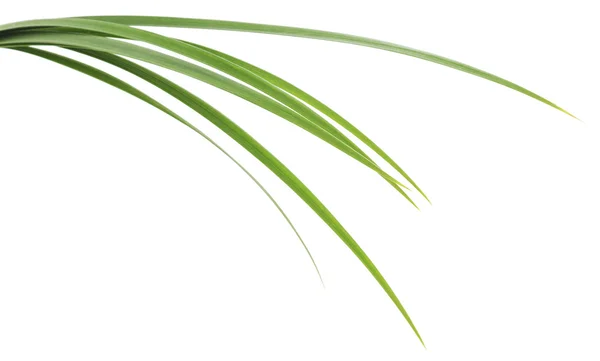 Trawa zielony liść — Zdjęcie stockowe