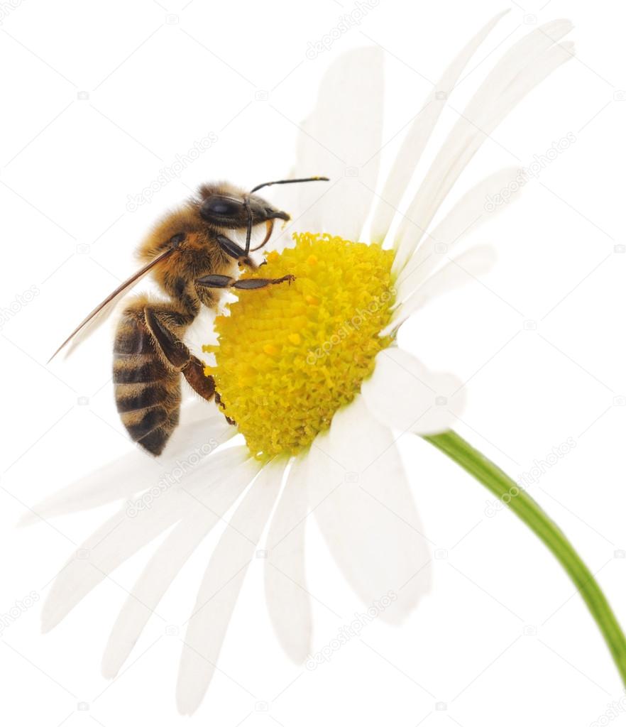 Honeybee and white flowers