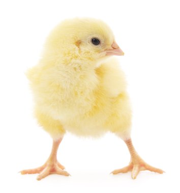 küçük tavuk 