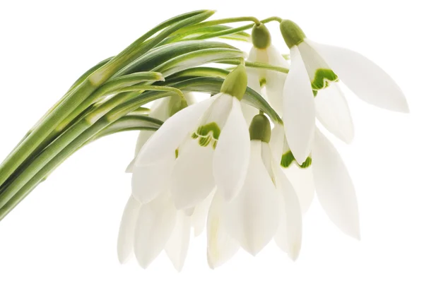 Snödroppar (Galanthus nivalis) på vit bakgrund — Stockfoto