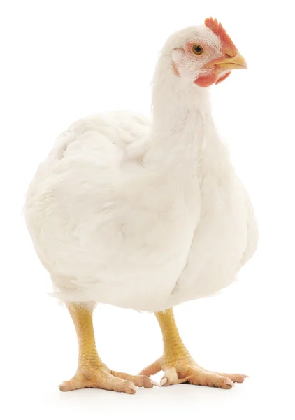 Weißes Huhn — Stockfoto