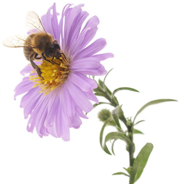 Honeybee and blue flower