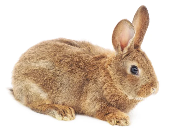 Rabbit — Stock Photo, Image