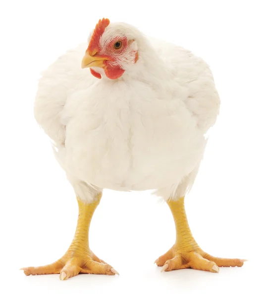 Fehér csirke — Stock Fotó