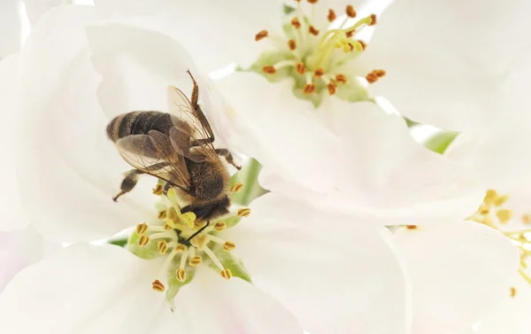 Honungsbinas och vita blommor — Stockfoto