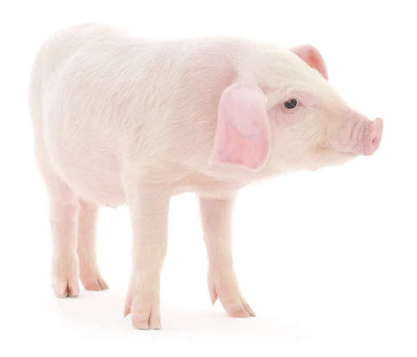 Pig on white — Stock Photo, Image