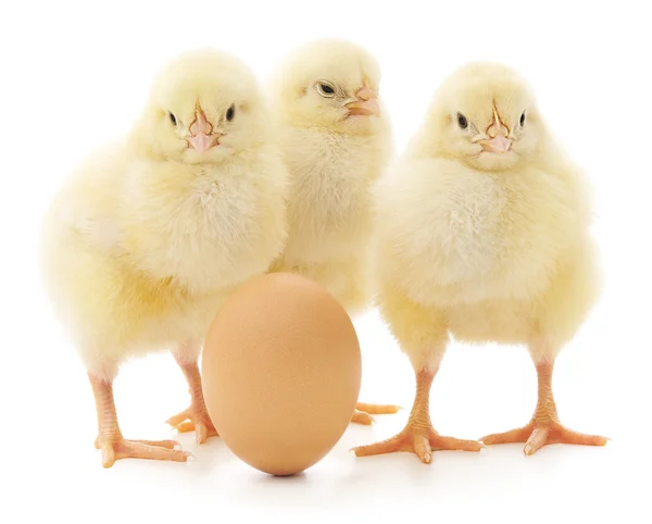 Kippen en eieren — Stockfoto