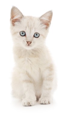 Beyaz arka planda kedi yavrusu