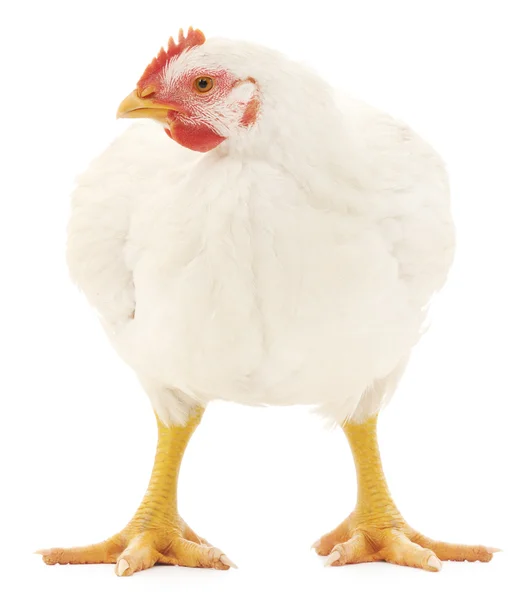 White hen — Stock Photo, Image