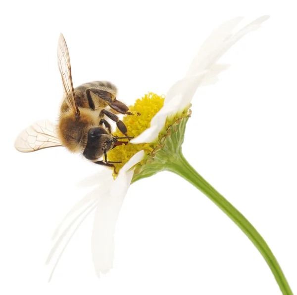 Honigbiene und weiße Blumen — Stockfoto