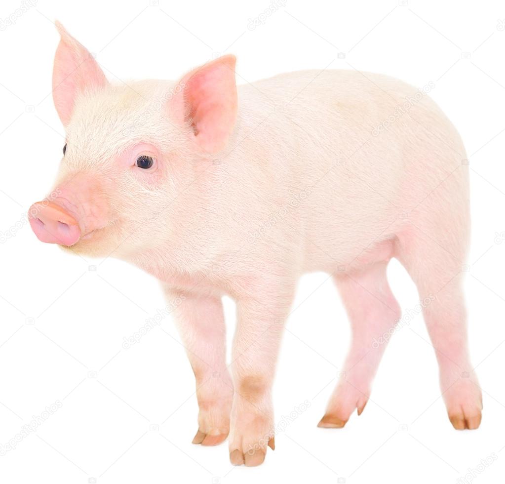 Pig on white