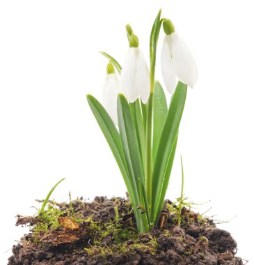 Kardelen (Galanthus nivalis) beyaz arka plan üzerinde