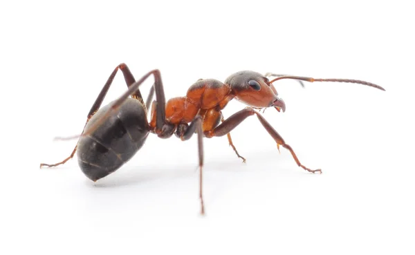 Izole kırmızı karınca — Stok fotoğraf