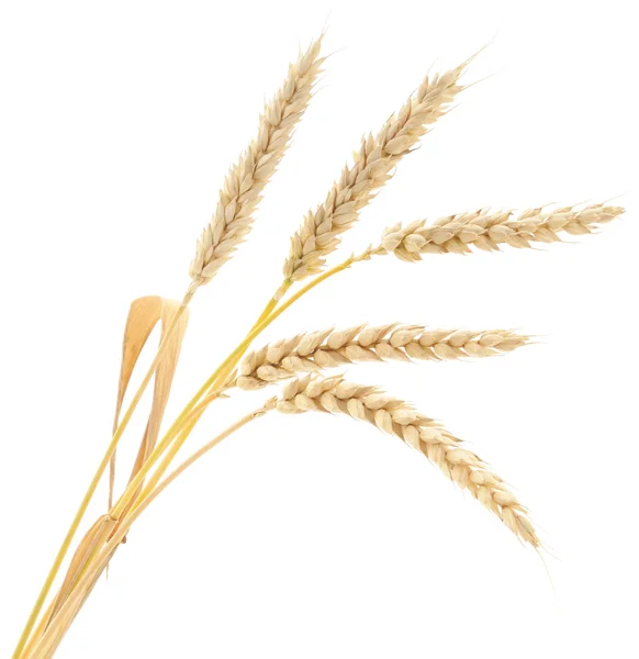 Wheat Bunch — Stock Photo, Image