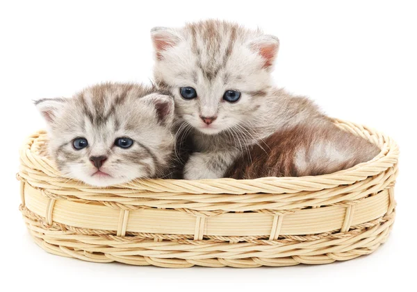 Små kattungar — Stockfoto