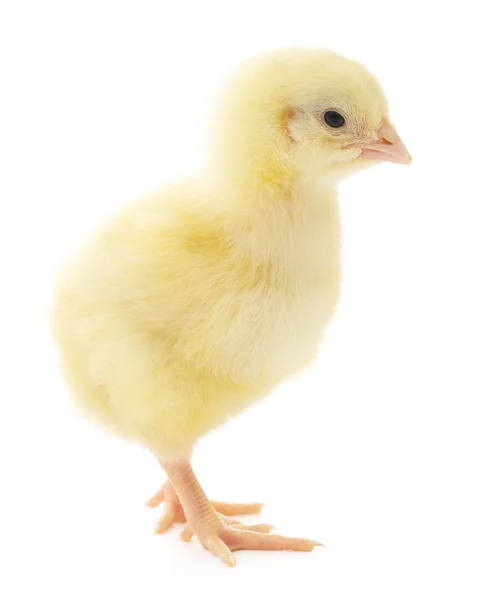 Small chicken — Stock Photo, Image