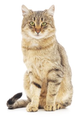 Beyaz arka planda kedi yavrusu