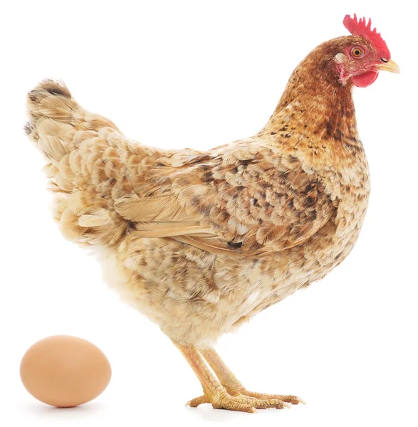 Hen and Egg Stock Photo by ©Tsekhmister 48933467