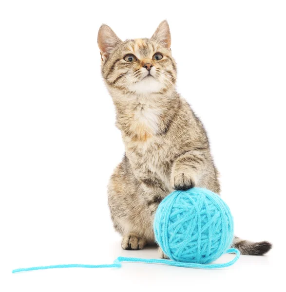 Cat with ball of yarn — Stock Photo, Image