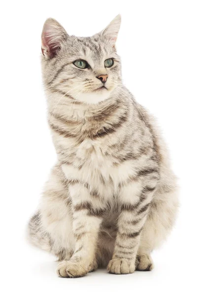 Kitten on a white background — Stock Photo, Image