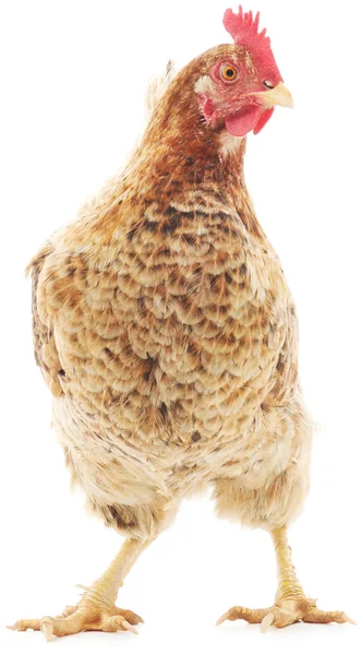 Brown hen — Stock Photo, Image