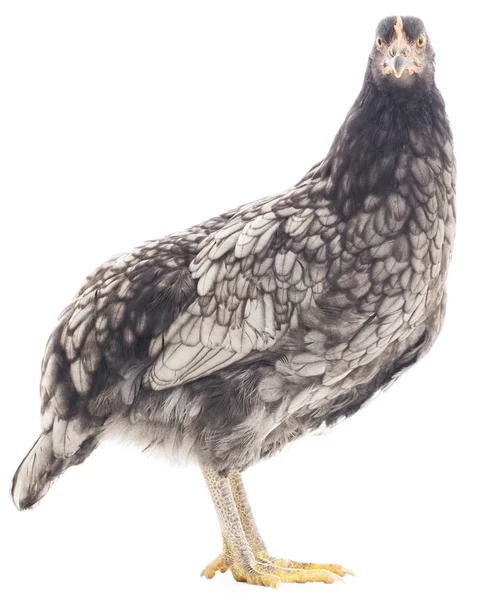 Grey hen — Stock Photo, Image