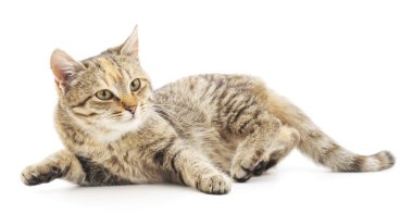 Beyaz arka planda kedi yavrusu