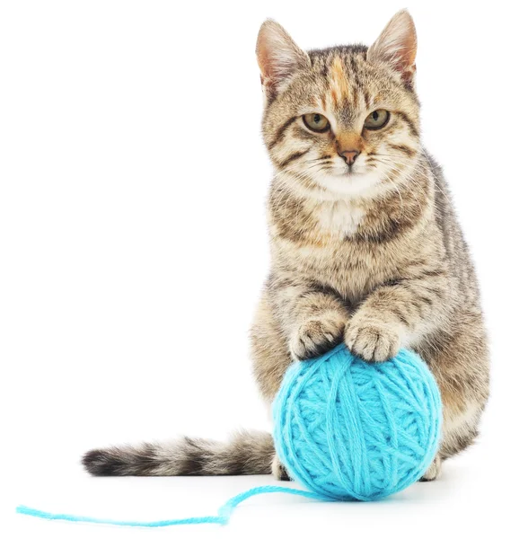 Cat with ball of yarn — Stock Photo, Image