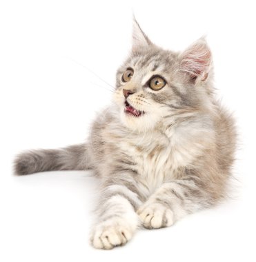 Beyaz arka planda kedi yavrusu