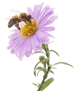 Bal arısı ve mavi çiçek