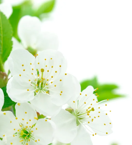 Flor de cereza — Foto de Stock