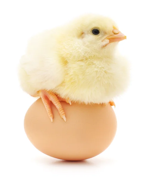 Ayam dan telur — Stok Foto