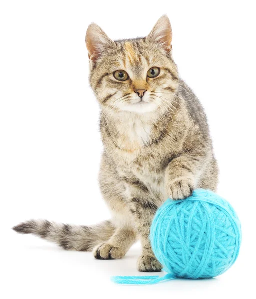 毛线球的猫 — 图库照片