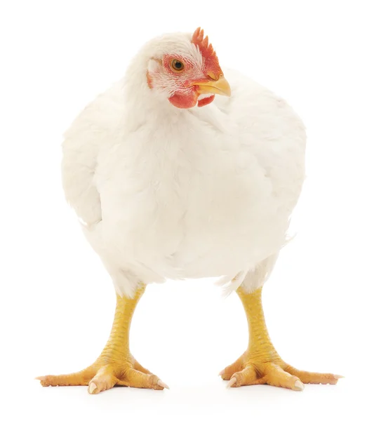 Gallina bianca — Foto Stock