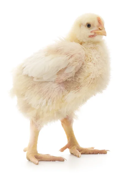 White chicken — Stock Photo, Image