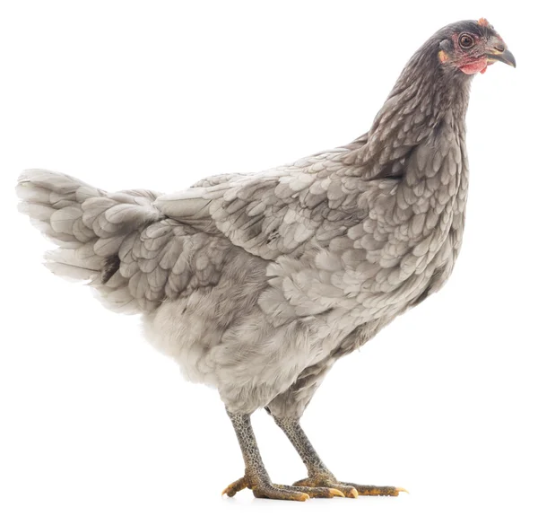 Gallina gris — Foto de Stock