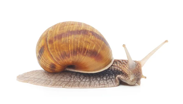 Garden snail — Stock Photo, Image