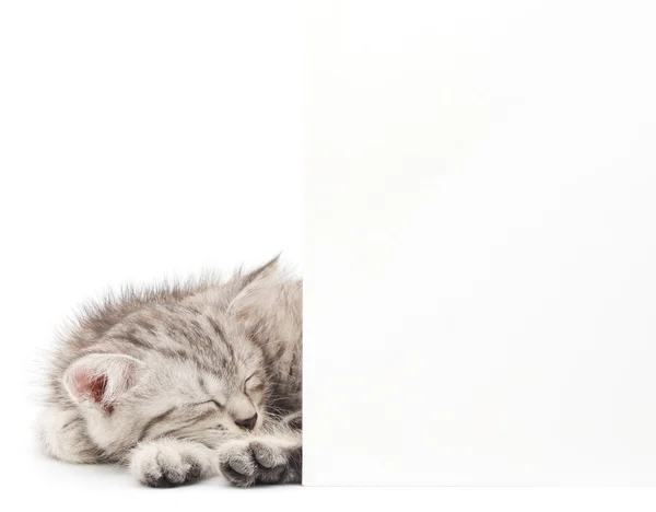 Kitten with blank — Stock Photo, Image